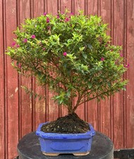 BONSAÏ À FLEURS CUPHEA 8ANS