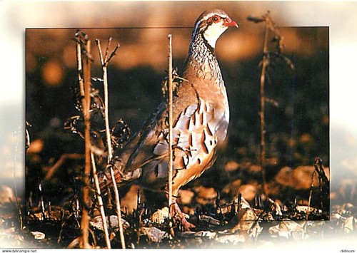 Carte postale animaux - -,