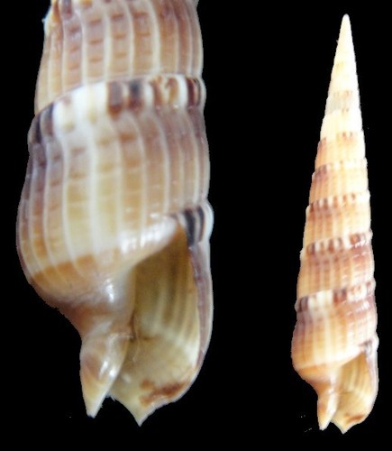 Coquillage collection - coquillage,