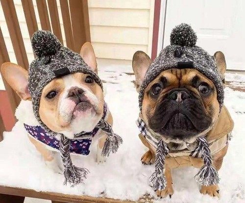 Bonnet chien bouledogue - bonnet,