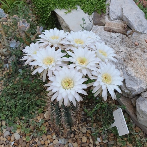 Cactus boule echinopsis - -,