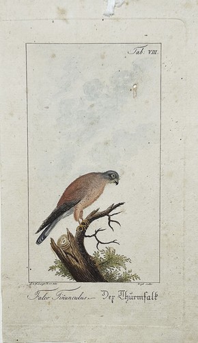 Ludwig wildungen - ludwig, /