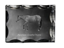 Cheval Quarter Horse