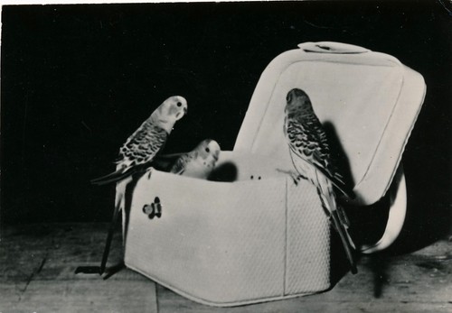Photograph parakeets birds - photograph,