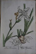 N. EISENBERGER (1707-1771) COLOR ENGRAVING XVIII° BOTANICAL BOARD HERBARIUM IRIS