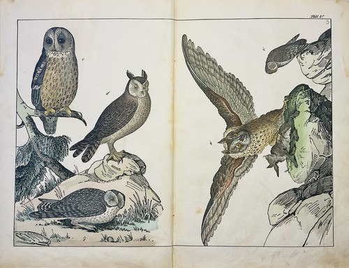 Chouettes rapaces oiseaux - , de