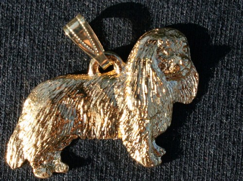 Cavalier king charles spaniel - cavalier,