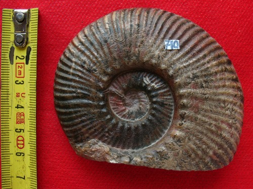 Ammonite toarcien - toarcien,