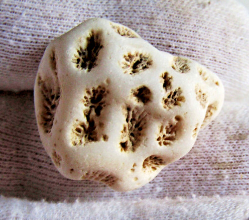 Magnifique fossile corail - magnifique, de