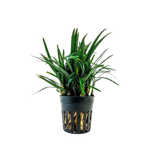 Terrarium plante ophiopogon - terrarium,
