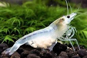 Crevette white pearl - crevette,