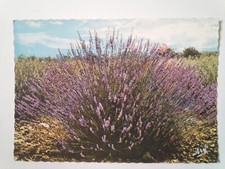 CPSM. Lavender in Flower