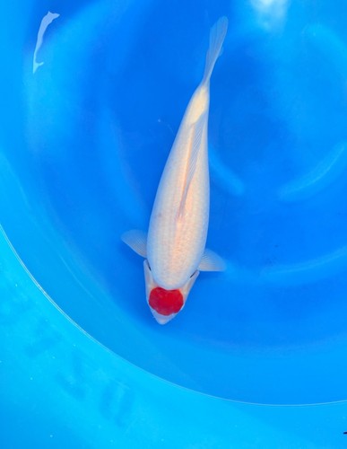 Female torazo tancho - 22”,