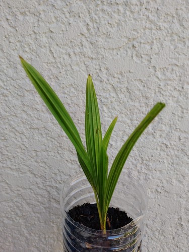 Palmier trachycarpus fortunei - palmier,