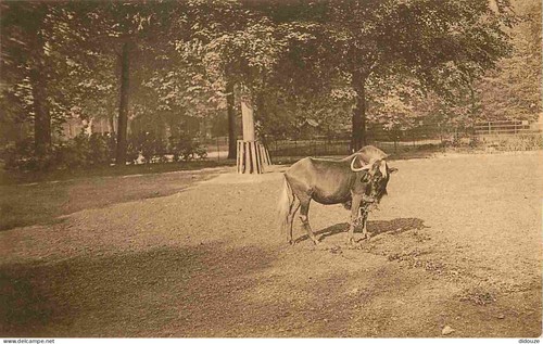 Carte postale animaux - postale,