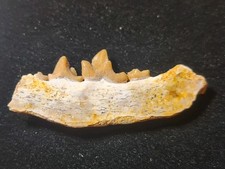 RARE !!  mandibule de