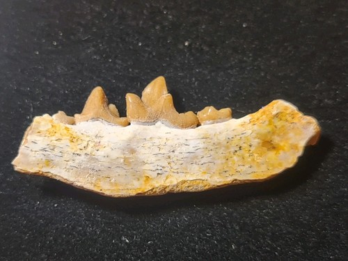 Rare mandibule de - rare,