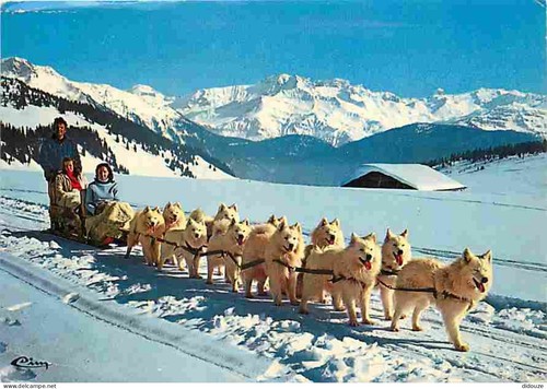 Carte postale animaux - -,