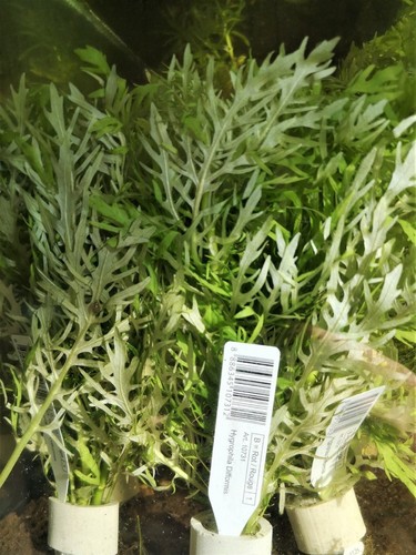 Hygrophila difformis plante - difformis,