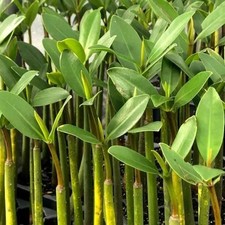 Mangrove Red Rhizophora Aquariums & Paludariums Brackish Fresh  Saltwater