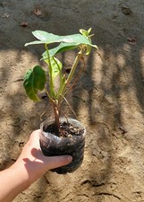 Philodendron Burle Marx – Feuillage allongé et luxuriant, plante graphique