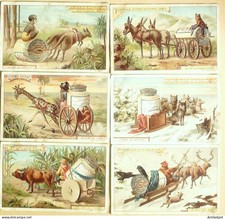 Chromo Liebig Sang  347