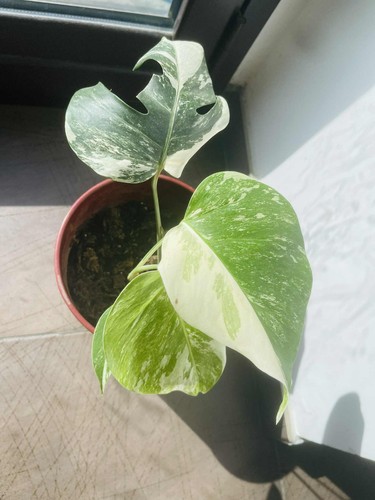 Plante interieur monstera - d'interieur,