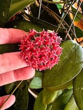 HOYA RASPBERRY SUN MB1247 (ERYTHROSTEMMA X ERYTHRINA) (ROOTED PLANT)