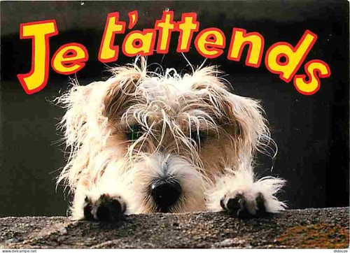 Carte postale animaux - carte,