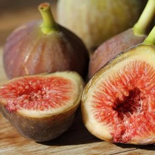 Ficus carica 'Rosce Signora' -