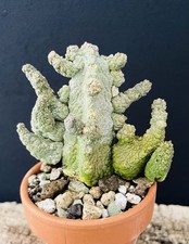 Cactus Pseudolithos