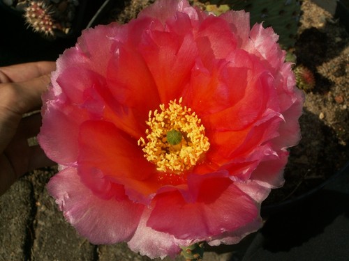 Opuntia aurea virgin river - x, 'virgin
