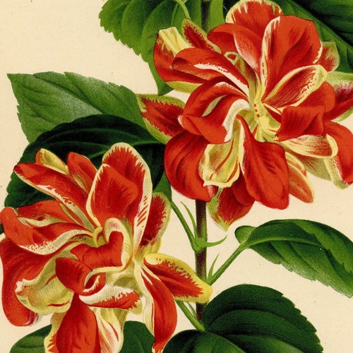 Hibiscus rosa sinensis - hibiscus,