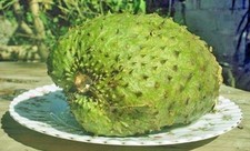 Annona muricata | Soursop | Graviola | 10 Seeds