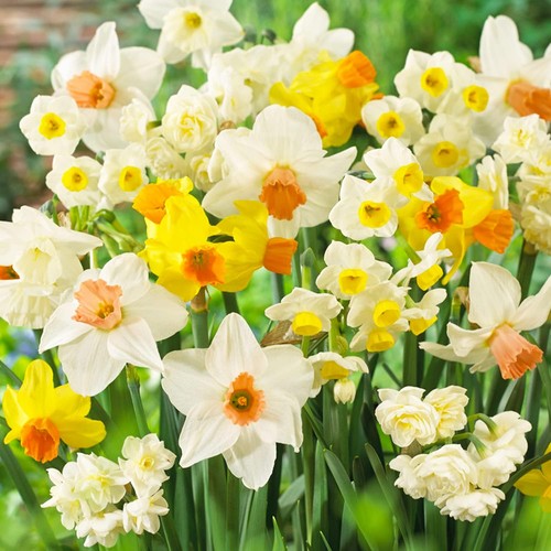 Bulbes jonquilles vivace - bulbes, jonquilles,