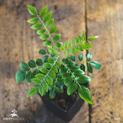 Plante arbre feuille - /, de