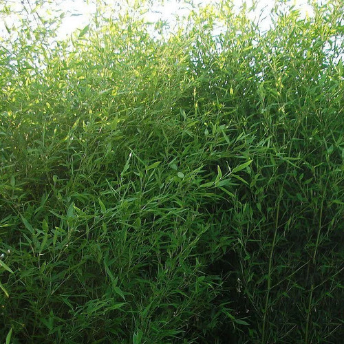 Phyllostachys bissetii - ,