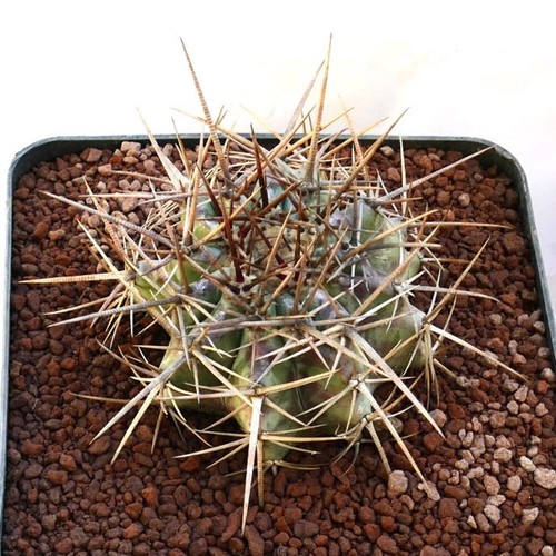 Echinocactus ingens 16cm