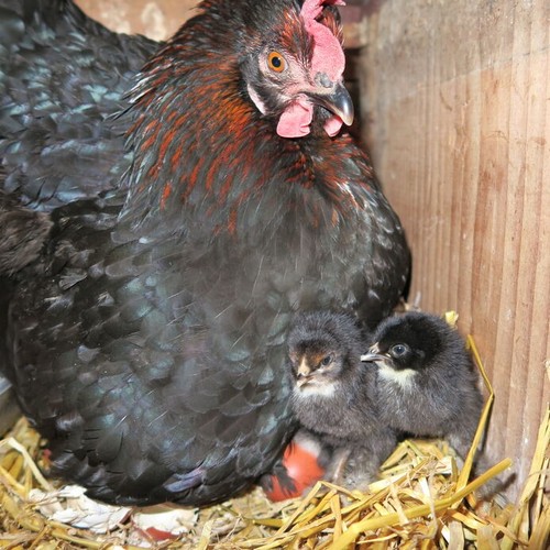 Black copper marans fertile - black,