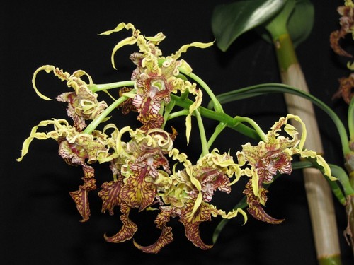 Dendrobium spectabile species - spectabile,