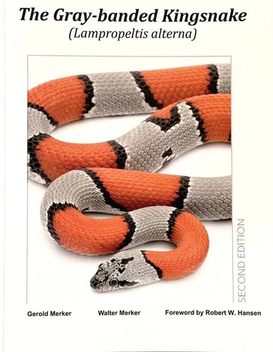 The gray banded - gray-banded, kingsnake