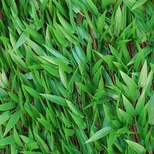 Haie Synthétique Divy 3D