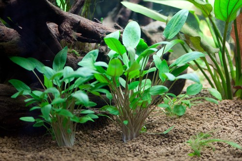 Cryptocoryne wendtii green - wendtii,