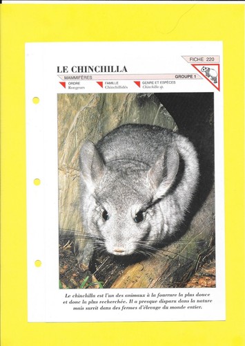 Fiche 220 le - fiche, chinchilla