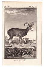 Gravure XVIIIe Le Mouflon Ovis Muflon Ovins Bovidae Caprinae Buffon 1777  