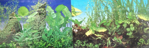 Poster fond aquarium decor - d,