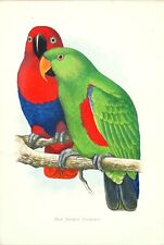 Antique Parrot Print PAPUAN ECLECTUS  Original Greene Bird Engraving 1884