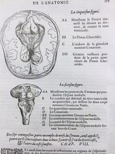Neurologie Anatomie du Cerveau