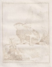 Angora Lapin Animal Bistre