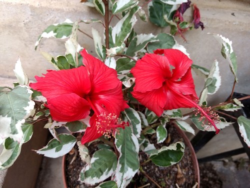 Hibiscus cooperii - hibiscus,